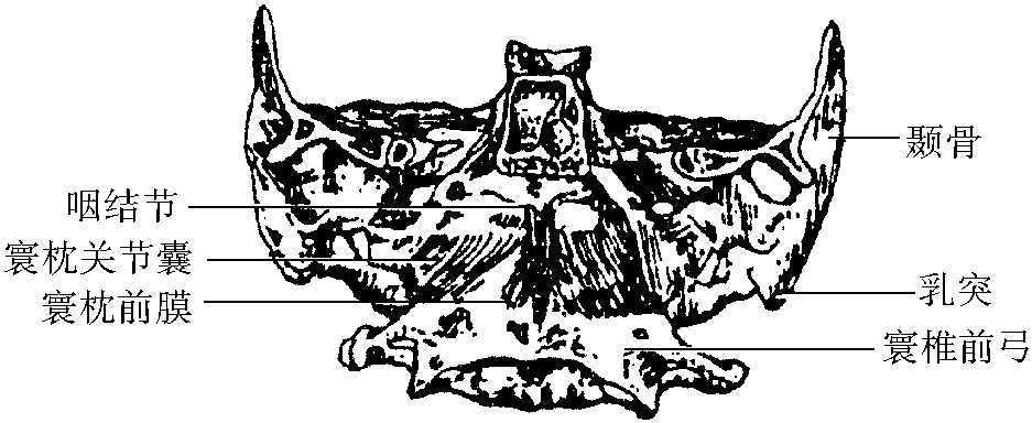 三、寰樞關(guān)節(jié)和寰枕關(guān)節(jié)